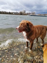 Dog standing in river against sky