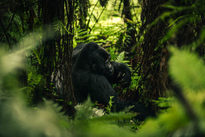 Monkeys sitting on field