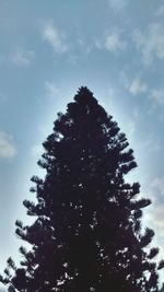 Low angle view of tree against sky