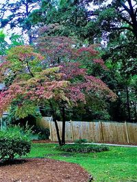 Trees and plants in park