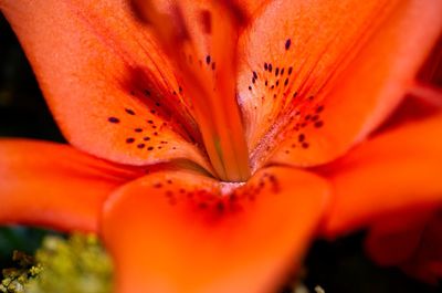 Close-up of orange lily