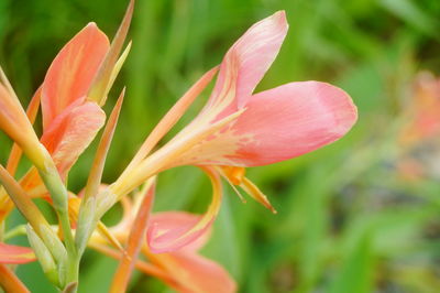 Close-up of red flowering plant