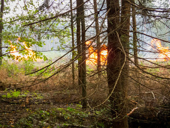 View of trees in the forest