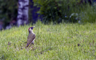 Bird in a field