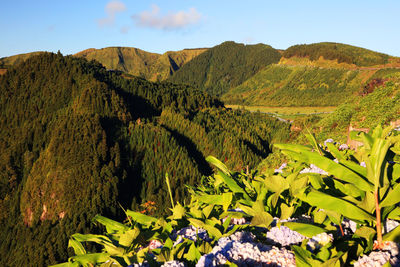 Plants growing against mountains at azores during sunset