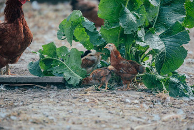 View of a birds on land