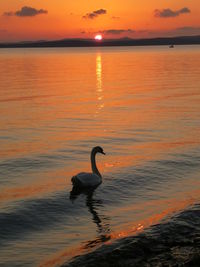 Silhouette swan swimming on lake against sky during sunset