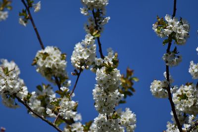 Low angle view of cherry blossoms against sky