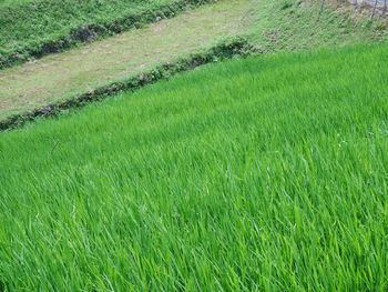 Full frame shot of grassy field