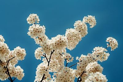 Low angle view of white flowers against blue sky