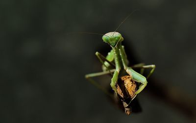 Close-up of grasshopper