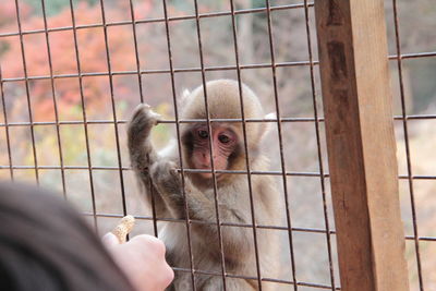 Human hand in cage at zoo