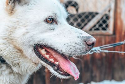 Close-up of dog looking away