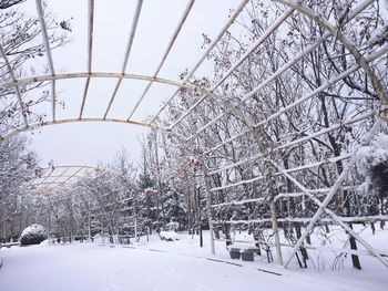 Frozen trees against sky during winter