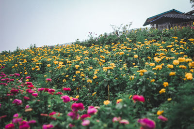 Scenic view of flowering plants on field against clear sky
