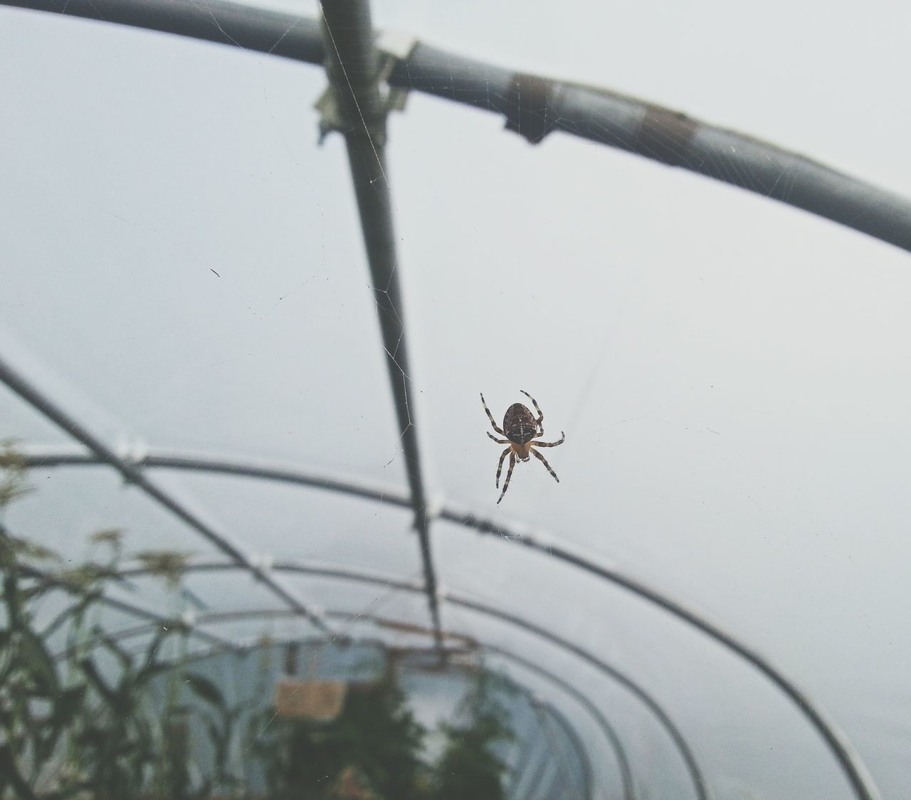 insect, spider, one animal, animal themes, focus on foreground, transportation, animals in the wild, wildlife, spider web, close-up, indoors, selective focus, mode of transport, silhouette, low angle view, day, no people, hanging, bicycle