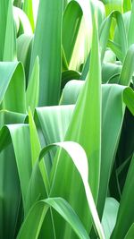 Close-up of green plant