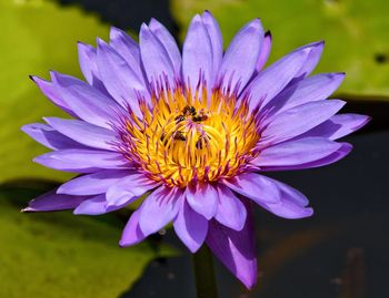 Close-up of bee pollinating flower