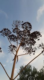 Low angle view of silhouette tree against sky