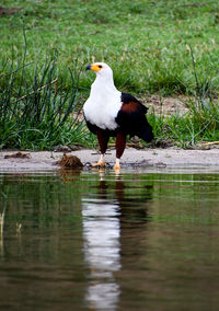 Bird perching on a lake