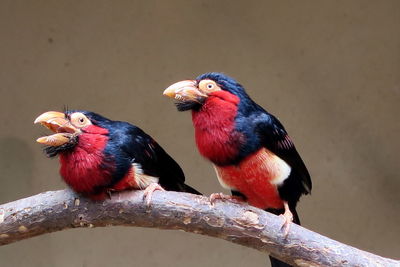 Close-up of two birds perching on branch