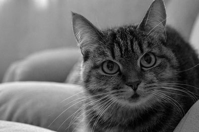 Close-up portrait of a cat