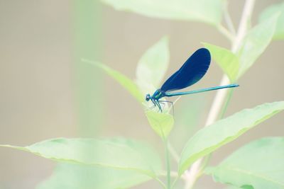 Close-up of butterfly on leaf