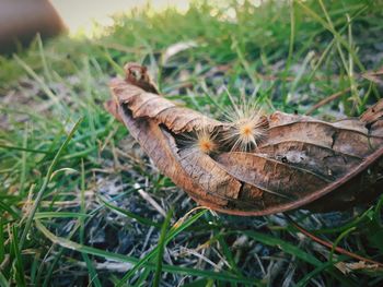 High angle view of a dry flower on field