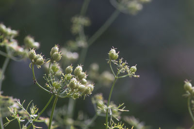 Close-up of white flowering plant