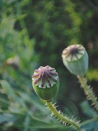 Close-up of flowering plant