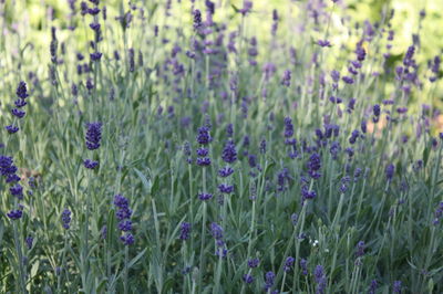 Close-up of lavender growing in field