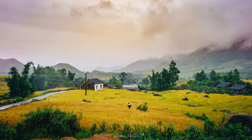 Scenic view of agricultural field against sky