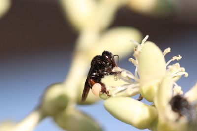 Close-up of insect on flower