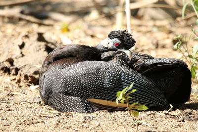 Close-up of a bird
