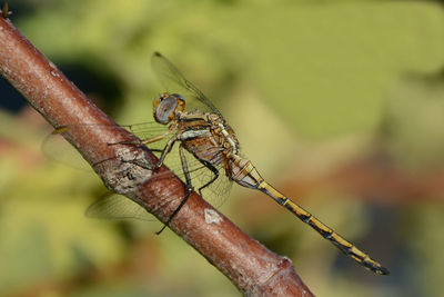 Close-up of insect on plant