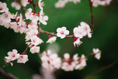 Cherry blossoms blooming outdoors