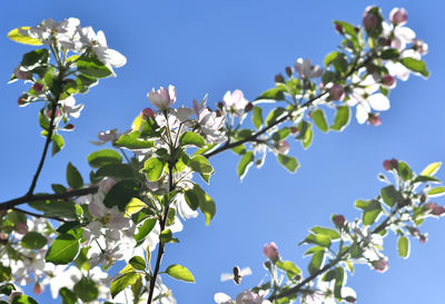 Low angle view of flowering plants against clear blue sky