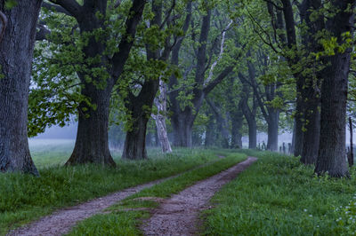 View of trees on landscape against sky