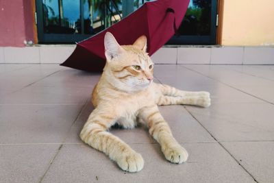 Cat relaxing on tiled floor