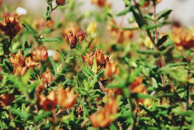 Close-up of flowering plants