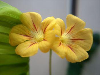 Close-up of yellow flowers blooming outdoors