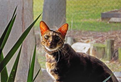 Portrait of cat against window