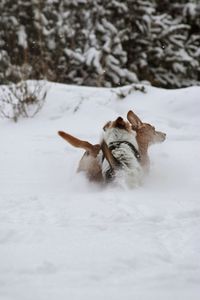 Dog in snow on land