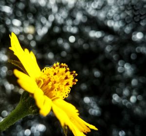 Close-up of yellow flowers