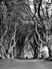 Bare trees by road in forest