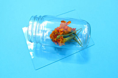 High angle view of marigold flowers in jar on blue background