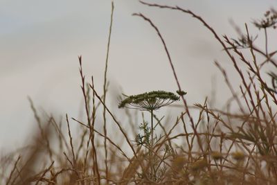 Close-up of dead plant on field
