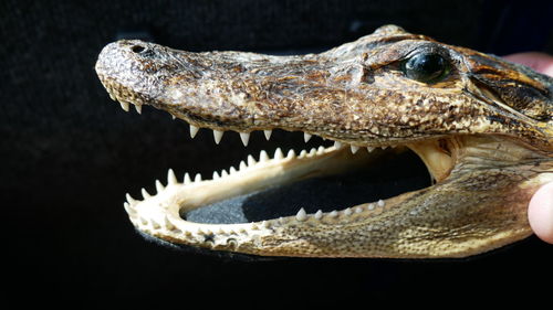 Close-up of crocodile