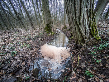 View of stream flowing through forest