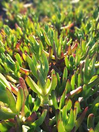 Close-up of cactus plant